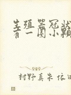 生殖器冠状沟长有一圈小颗粒封面