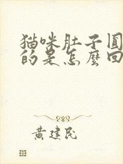 猫咪肚子圆鼓鼓的是怎么回事