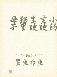 母猫生完小猫肚子里硬硬的