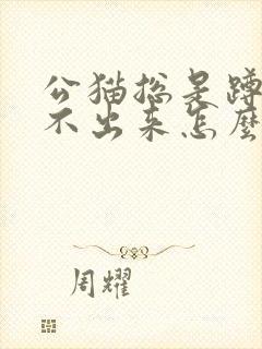 公猫总是蹲着尿不出来怎么办