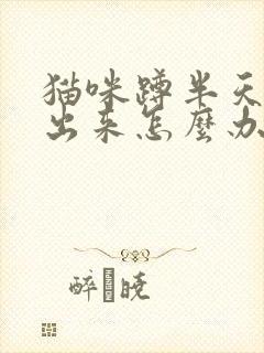 猫咪蹲半天尿不出来怎么办封面