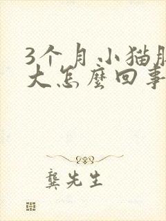 3个月小猫肚子大怎么回事封面