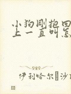 小狗刚抱回来晚上一直叫怎么办