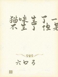 猫咪生了一只就不生了 但是肚子很明显还有