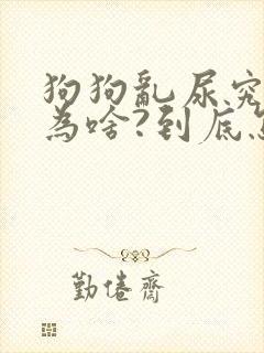 狗狗乱尿究竟是为啥?到底怎么办?