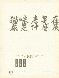 猫咪老是在床上尿是什么原因封面