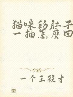 猫咪的肚子一抽一抽怎么回事