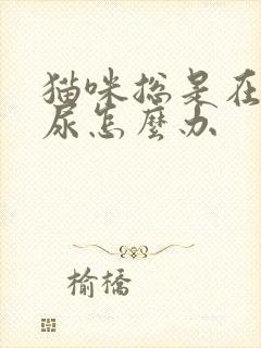 猫咪总是在床上尿怎么办