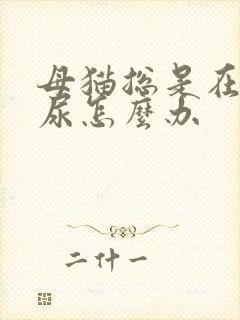 母猫总是在床上尿怎么办封面