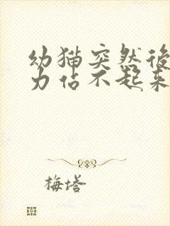 幼猫突然后腿无力站不起来了