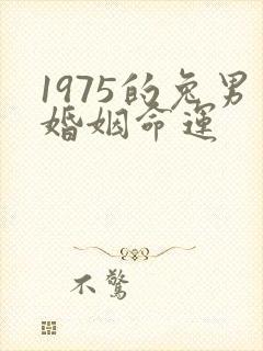 1975的兔男婚姻命运封面