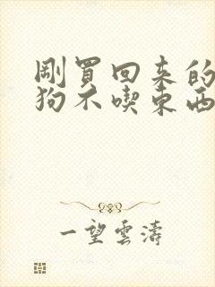 刚买回来的小狗狗不吃东西怎么办