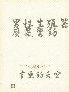 男性生殖器为什么是弯的