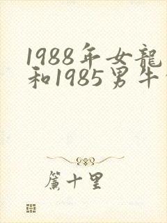 1988年女龙和1985男牛的姻缘怎么样