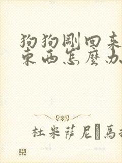 狗狗刚回来不吃东西怎么办