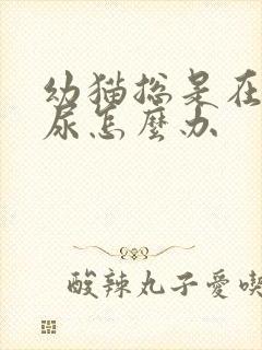 幼猫总是在床上尿怎么办