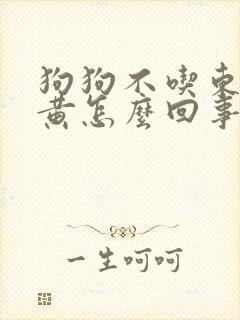 狗狗不吃东西尿黄怎么回事