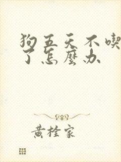 狗五天不吃东西了怎么办