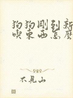 狗狗刚到新家不吃东西怎么办