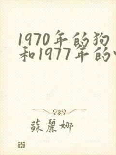 1970年的狗和1977年的蛇婚配好不