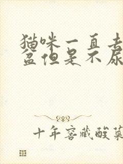 猫咪一直去猫砂盆但是不尿不拉