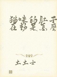 猫咪的肚子一直在动是怎么回事封面