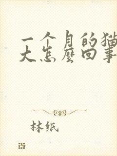 一个月的猫肚子大怎么回事封面