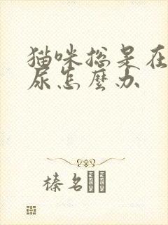 猫咪总是在床上尿怎么办封面