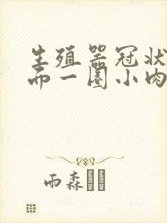 生殖器冠状沟里面一圈小肉粒怎么回事封面