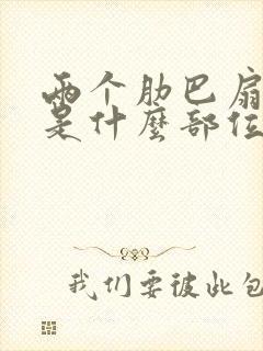 两个肋巴扇中间是什么部位疼