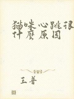 猫咪心跳很快是什么原因