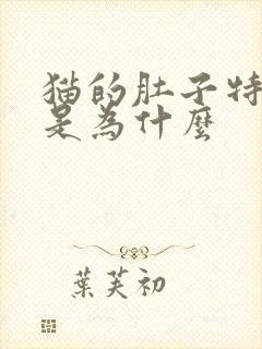 猫的肚子特别大是为什么