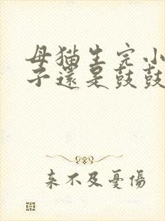 母猫生完小猫肚子还是鼓鼓的