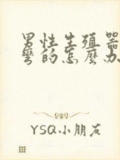 男性生殖器官是弯的怎么办