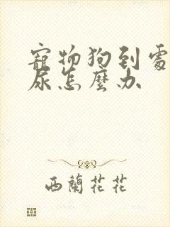 宠物狗到处乱拉尿怎么办