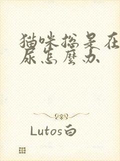 猫咪总是在床上尿怎么办