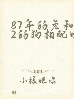 87年的兔和82的狗相配吗