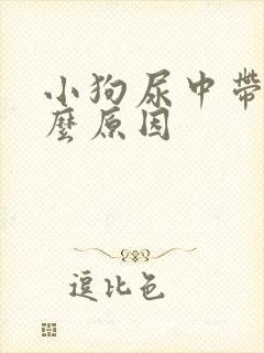 小狗尿中带血什么原因