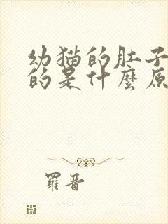 幼猫的肚子鼓鼓的是什么原因封面