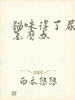 猫咪得了尿闭症怎么办