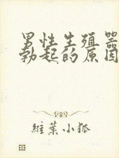 男性生殖器不能勃起的原因