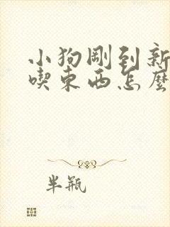 小狗刚到新家不吃东西怎么办