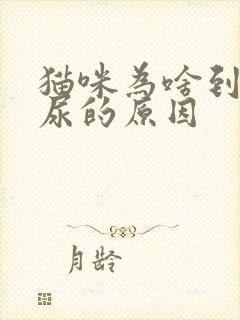 猫咪为啥到处乱尿的原因