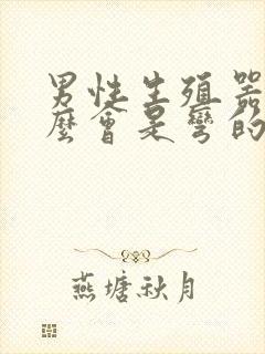 男性生殖器为什么会是弯的