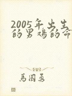 2005年出生的男鸡的命运