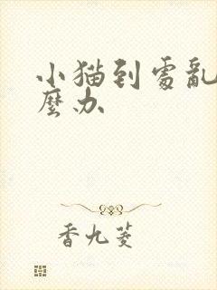 小猫到处乱尿怎么办