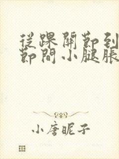 从踝关节到膝关节间小腿胀痛