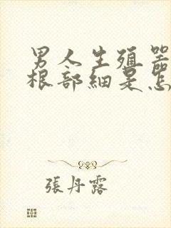 男人生殖器勃起根部细是怎么回事