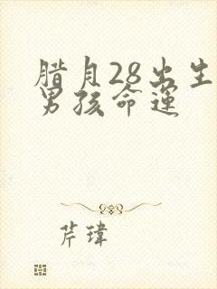 腊月28出生的男孩命运封面