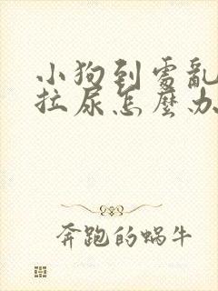 小狗到处乱拉屎拉尿怎么办